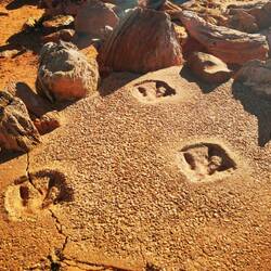 Dinosaurier-Spuren am Gantheaume Point