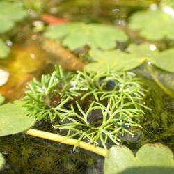 Wasserfeder