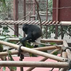 Affenbabystube... der hier hat Durchfall, daher die Windel 😅