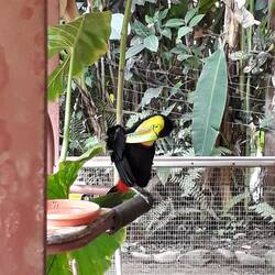 Flugunfähiger Tukan mit Hirnschaden 😔