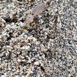 Mini-Krebstierchen 😍