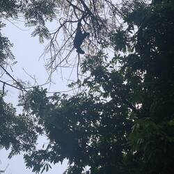 A sloth in the middle of town!