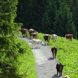 Kühe auf dem Weg