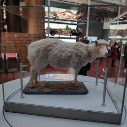 Dolly the sheep
