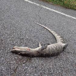 Roadkill