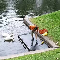 Room service pour les cygnes du jardin d'été