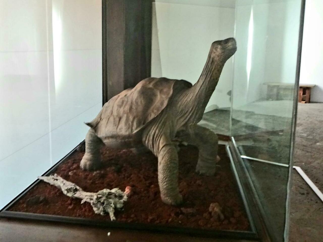 Lonesome George