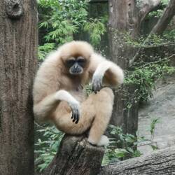 Gibbonaffe