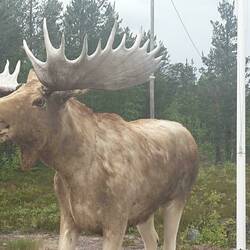 Oh ach ja...und ein richtiges Elchfoto zur Abwechslung. 😋 Ausgestopft, aber echt. 😁