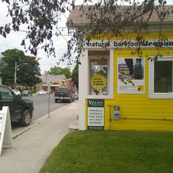 Leguano in Lakefield