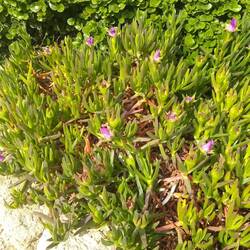 Ice plant succulent