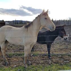 Bright horse named Champania and the donky