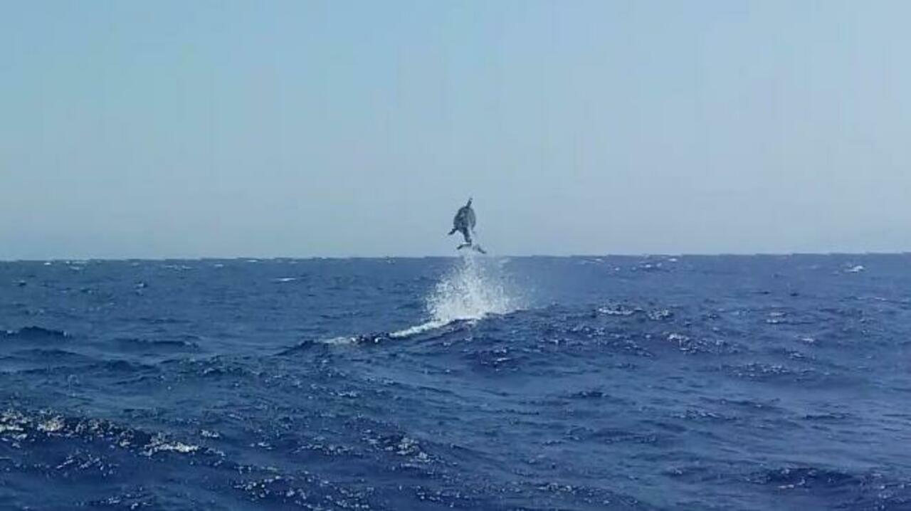 Delfine begleiten uns nach Ios