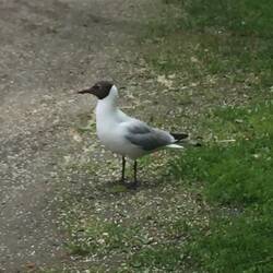 Ein Irrläufer. Aber der Bär ist mir irgenwie abhanden gekommen 🤭.