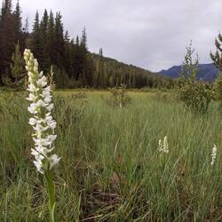Bog Candle (wilde Orchidee) im Auenland