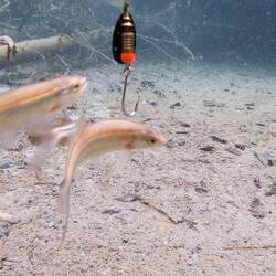 Nur die winzigen Fische mochten unseren Haken.