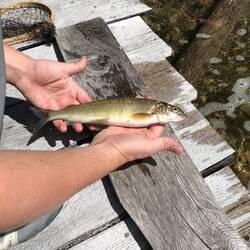 Fischkenner bitte melden. Dale tippt auf den seltenen Mountain Whitefish. Jedenfalls köstlich!