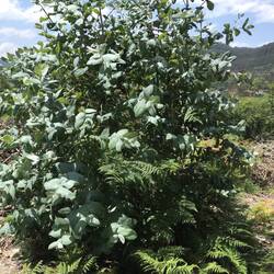 Young eucalyptus trees