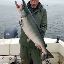 Dave's 36", 18 lb, Chum Salmon