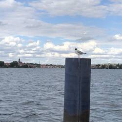Möwe vor der Warener Skyline