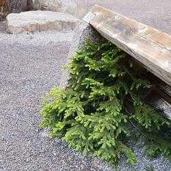 Little tree hiding because of tourists