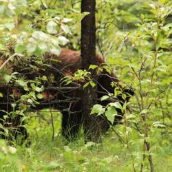 Wer versteckt sich da?