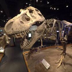 Royal Tyrrell Museum.