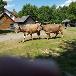 Kuhalarm vorm Hennes