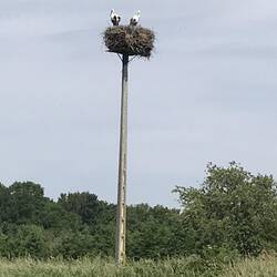 Storks!