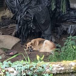 Working dog in the country