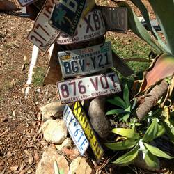 Texas plate on the Bramwell Roadhouse tree!