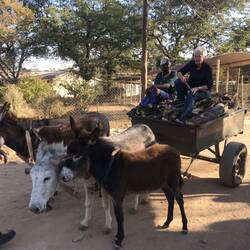 Inge fährt Probe auf dem Eselskarren