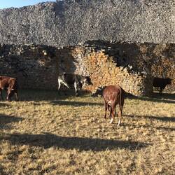Kühe weiden im Great Enclosure