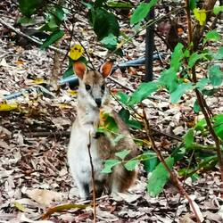 Frühstück mit einem Wallaby