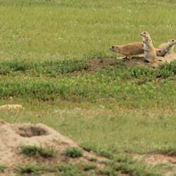 Prarie Dogs