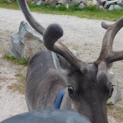 Rudolph?