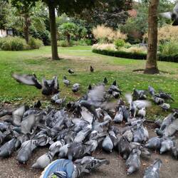 Pigeons, pigeons, pigeons
