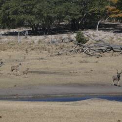 Impalas am Wasserloch