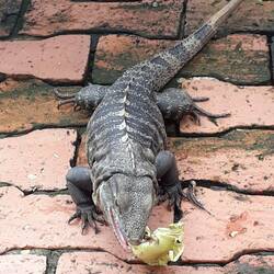 Leguane trifft man hier an jeder Ecke 😊