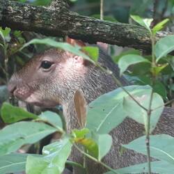 Das ist eine große Rattenart...