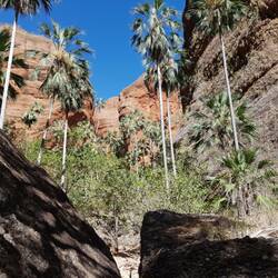 Mini Palm Valley