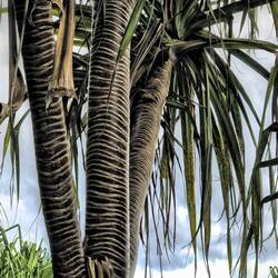 Native Plant: HALA, daraus konnte man üb 100 Gebrauchsgegenstände machen.