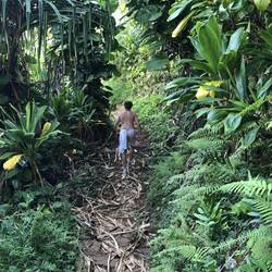 Üppigste Vegetation überall.