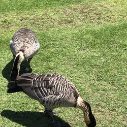 Diese Hawaiian Geese leben nur hier. Sie sind vor 150.000 Jahren hier angekommen.