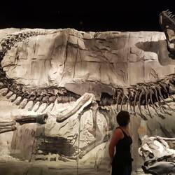 This is a T-Rex! Although the head is a cast (to heavy to display like this) everything else is real!