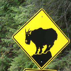 Gefahr von bockigen Bergziegen