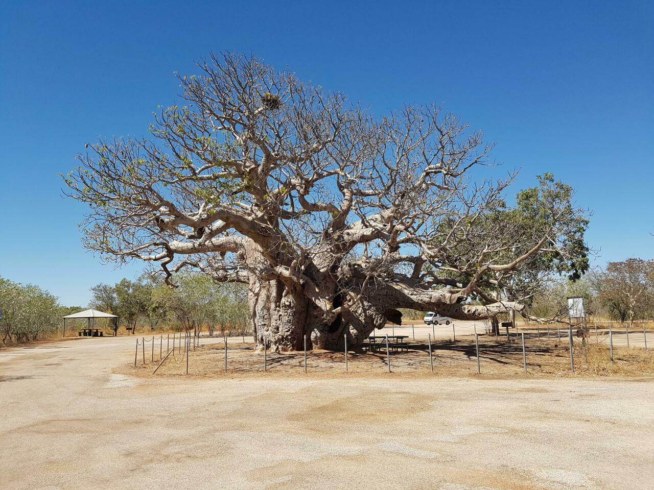 Boab tree at rest area