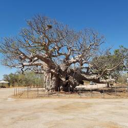 Boab tree at rest area