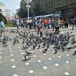 A lot of pigeons everywhere!!
