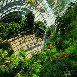 Im Cloud Forest